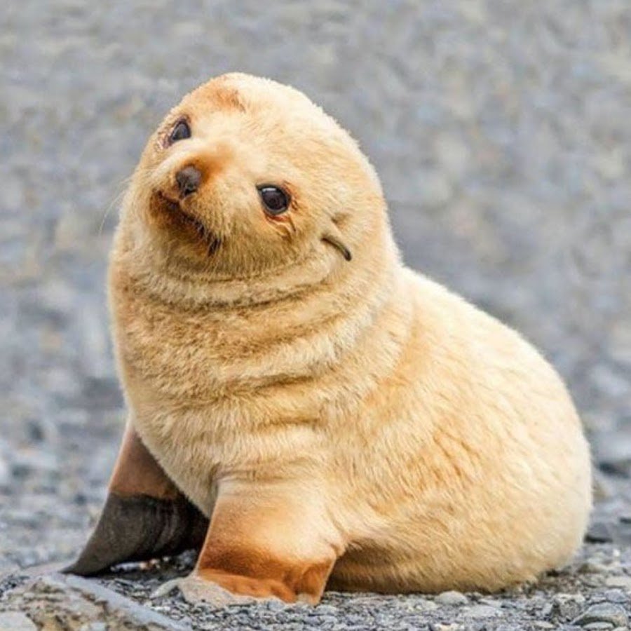 Каспийская Нерпа