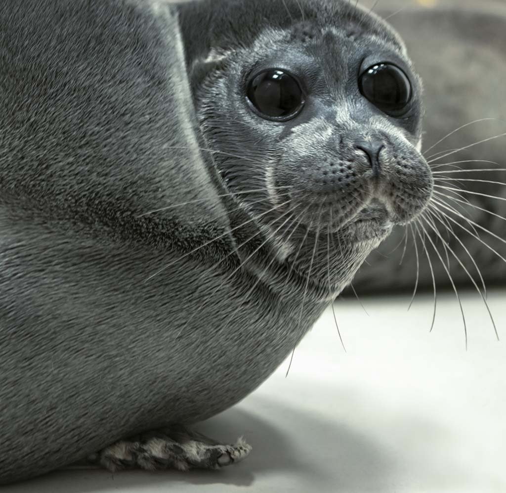 Каспийский тюлень (Каспийская Нерпа)