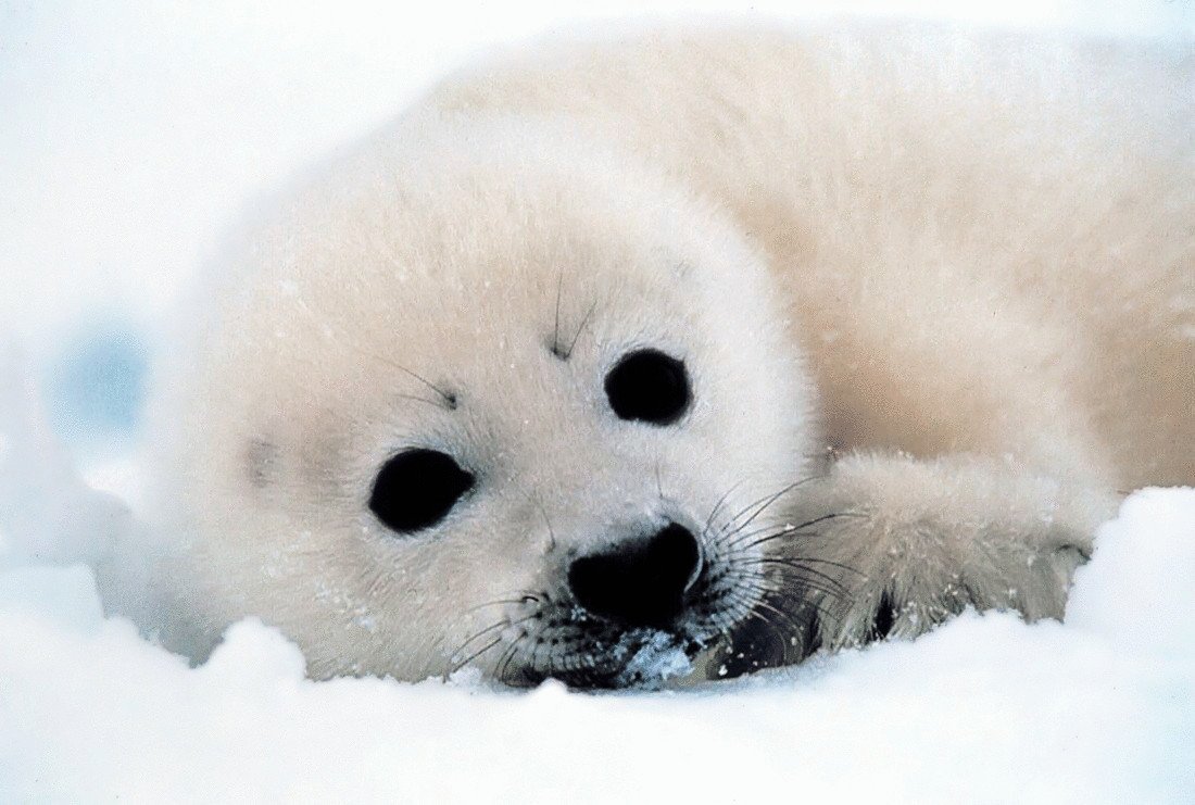 Питание нерпы Байкальской