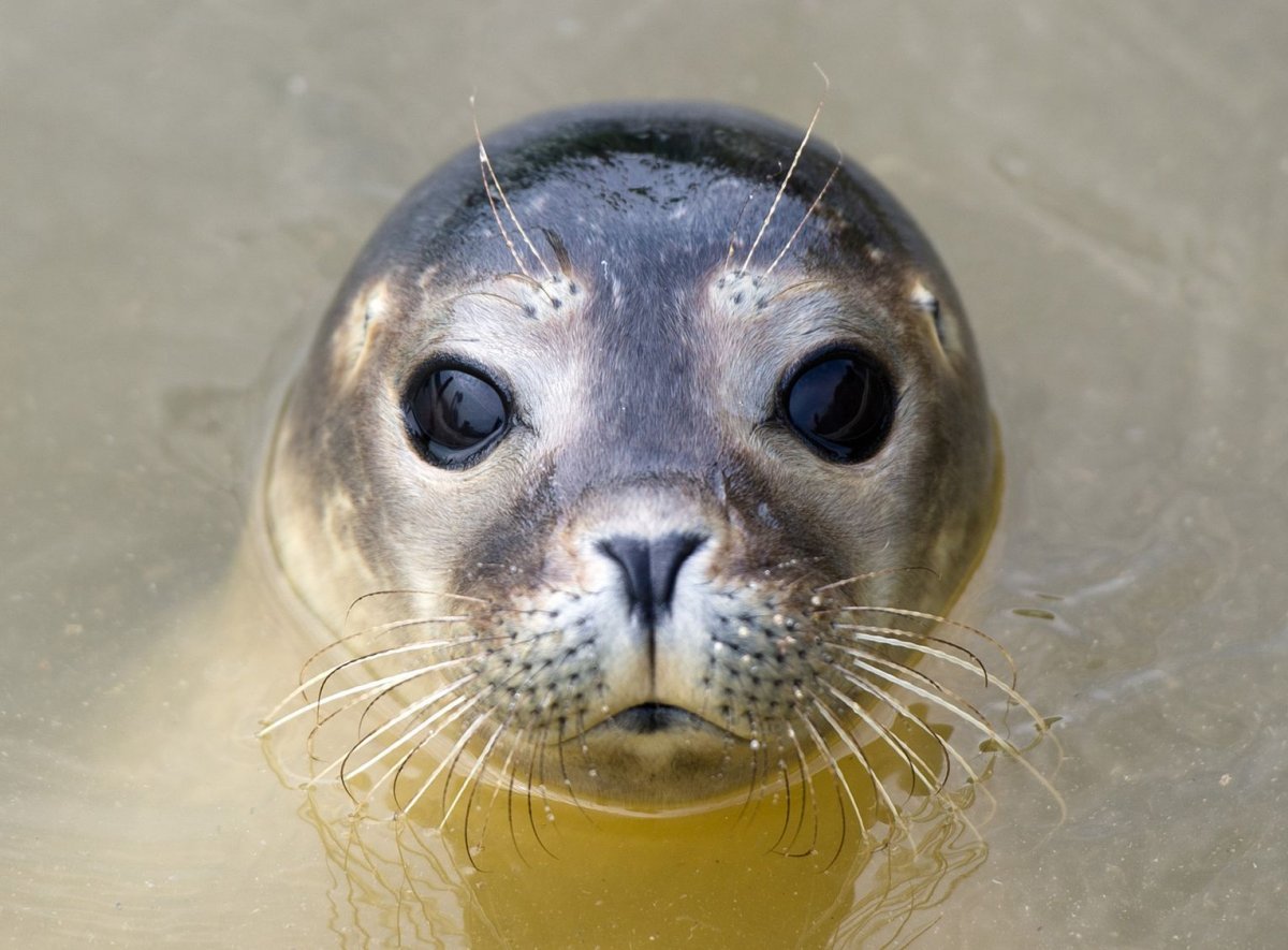 Ладожская кольчатая Нерпа