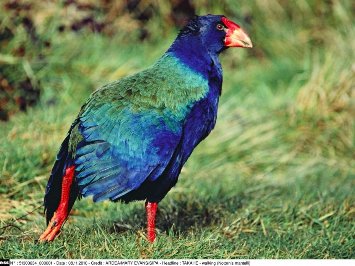 Малая султанка птица