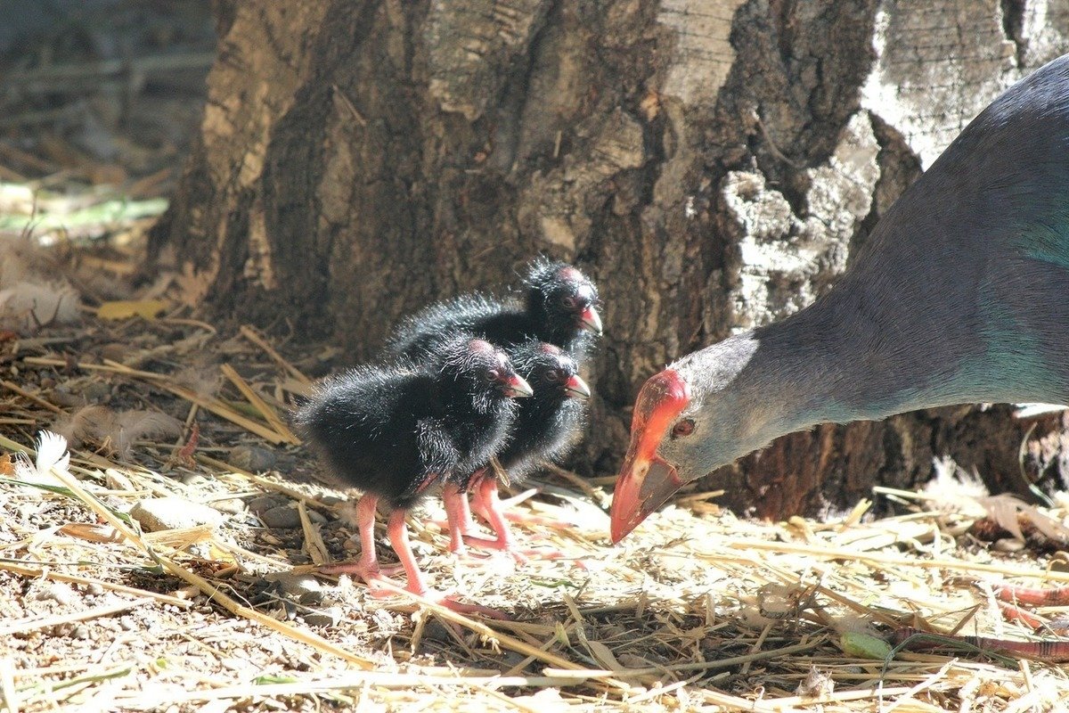 Малая султанка на дереве