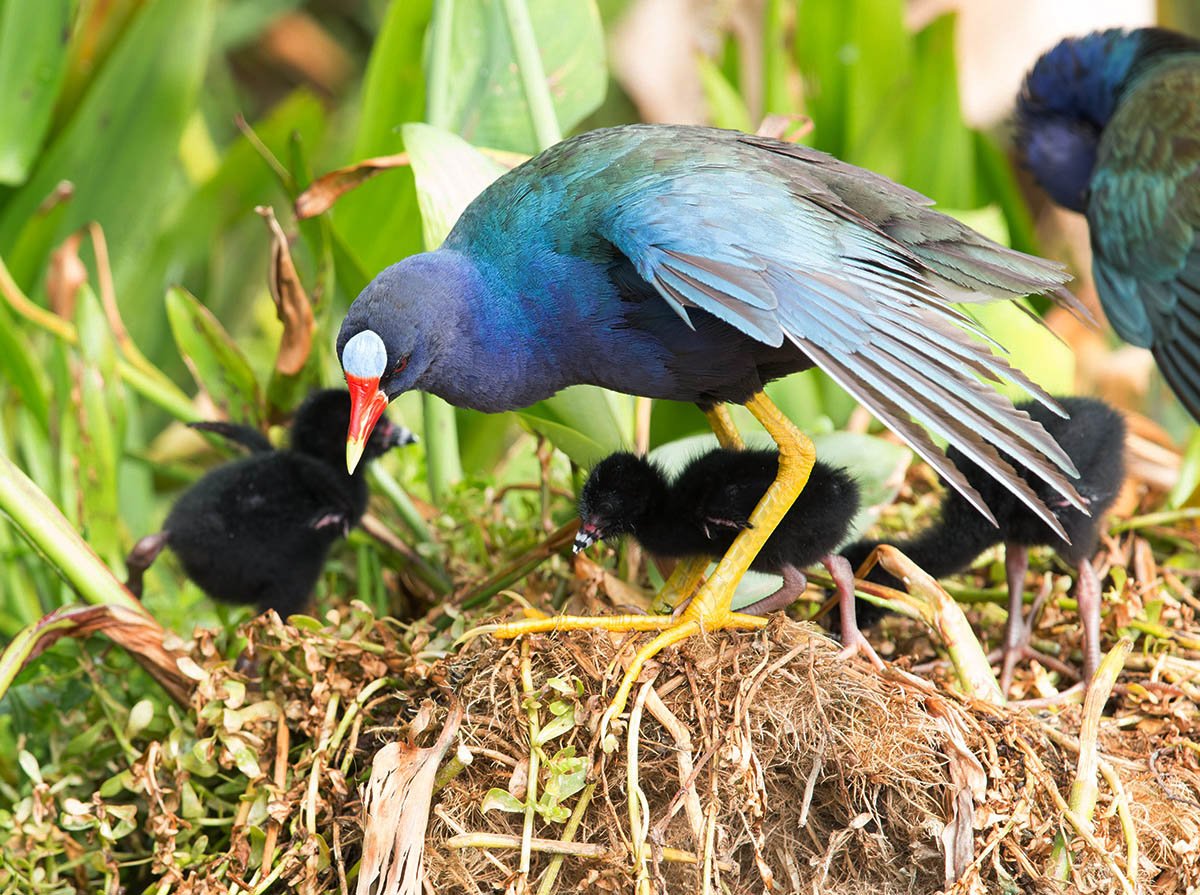 Mark Smith Photography Bird
