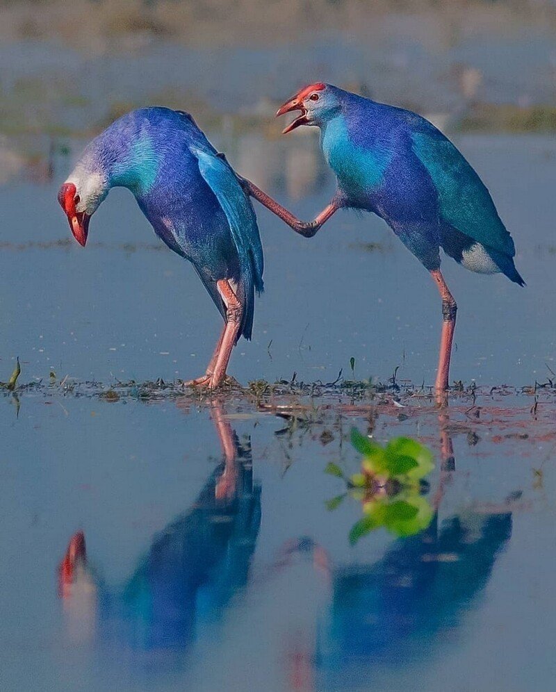 Султанка фото