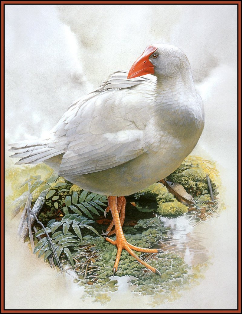 Птенец султанки