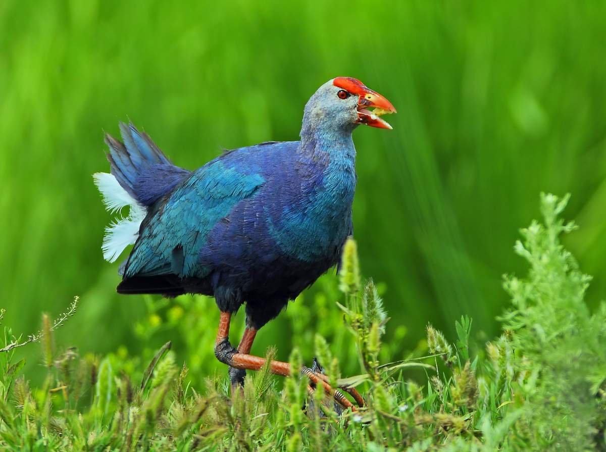 Каспийская султанка