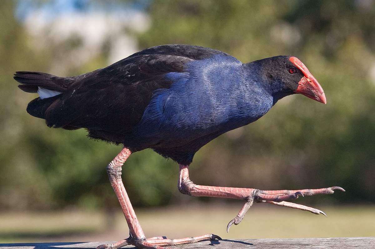 Редкие птицы