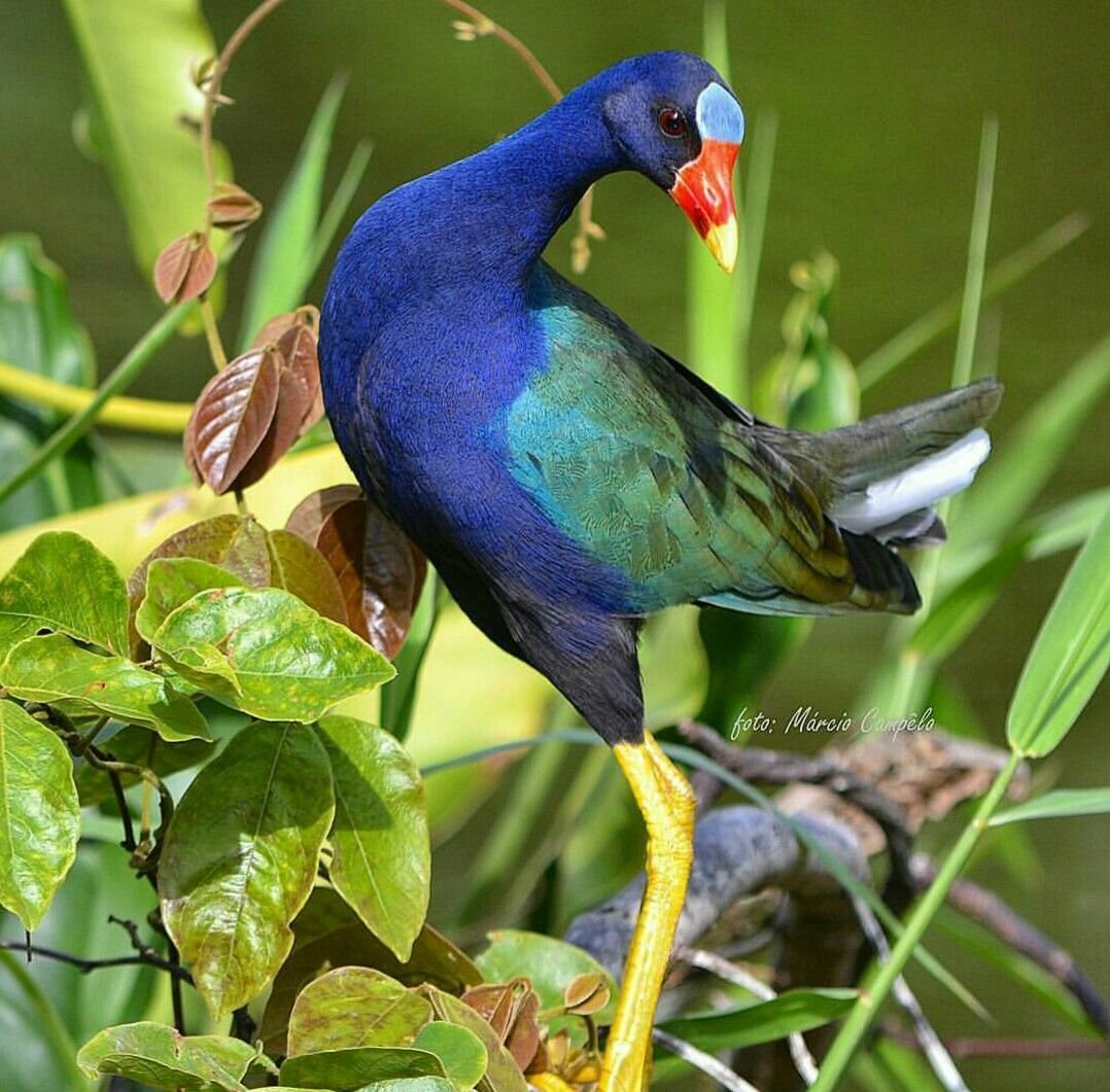 Агами птица