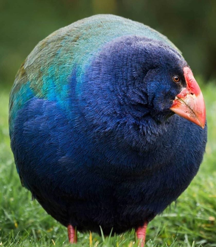 Фиолетовая султанка птица