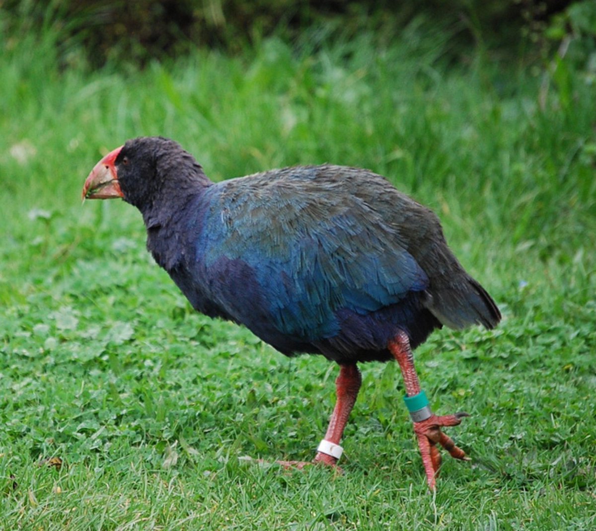 Фиолетовые водоплавающие