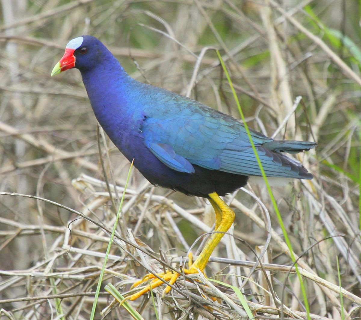 Султанка птица