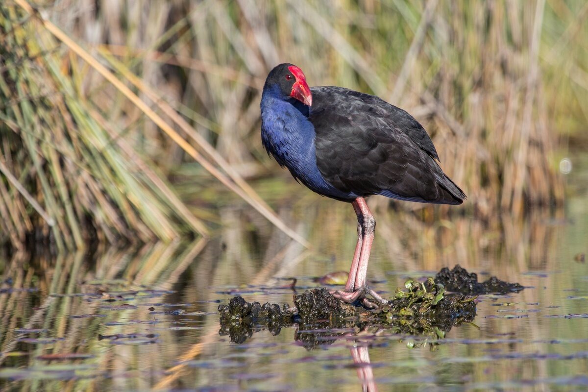 Бескрылая султанка птица
