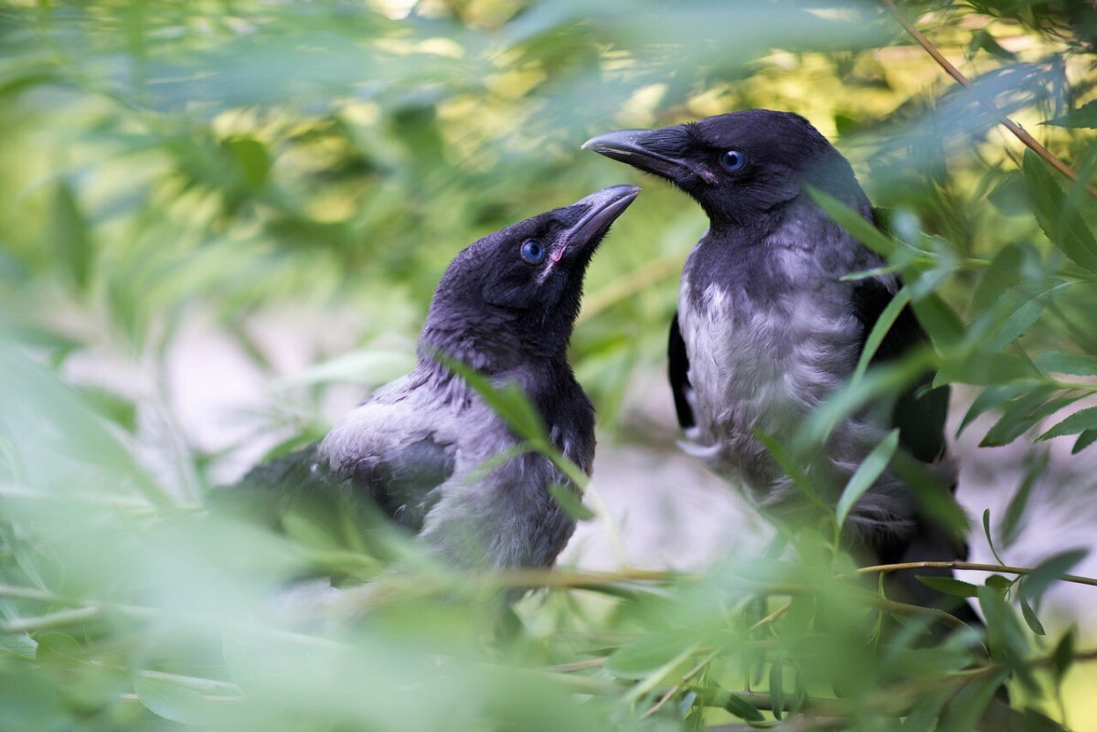 Грачонок птица птенец
