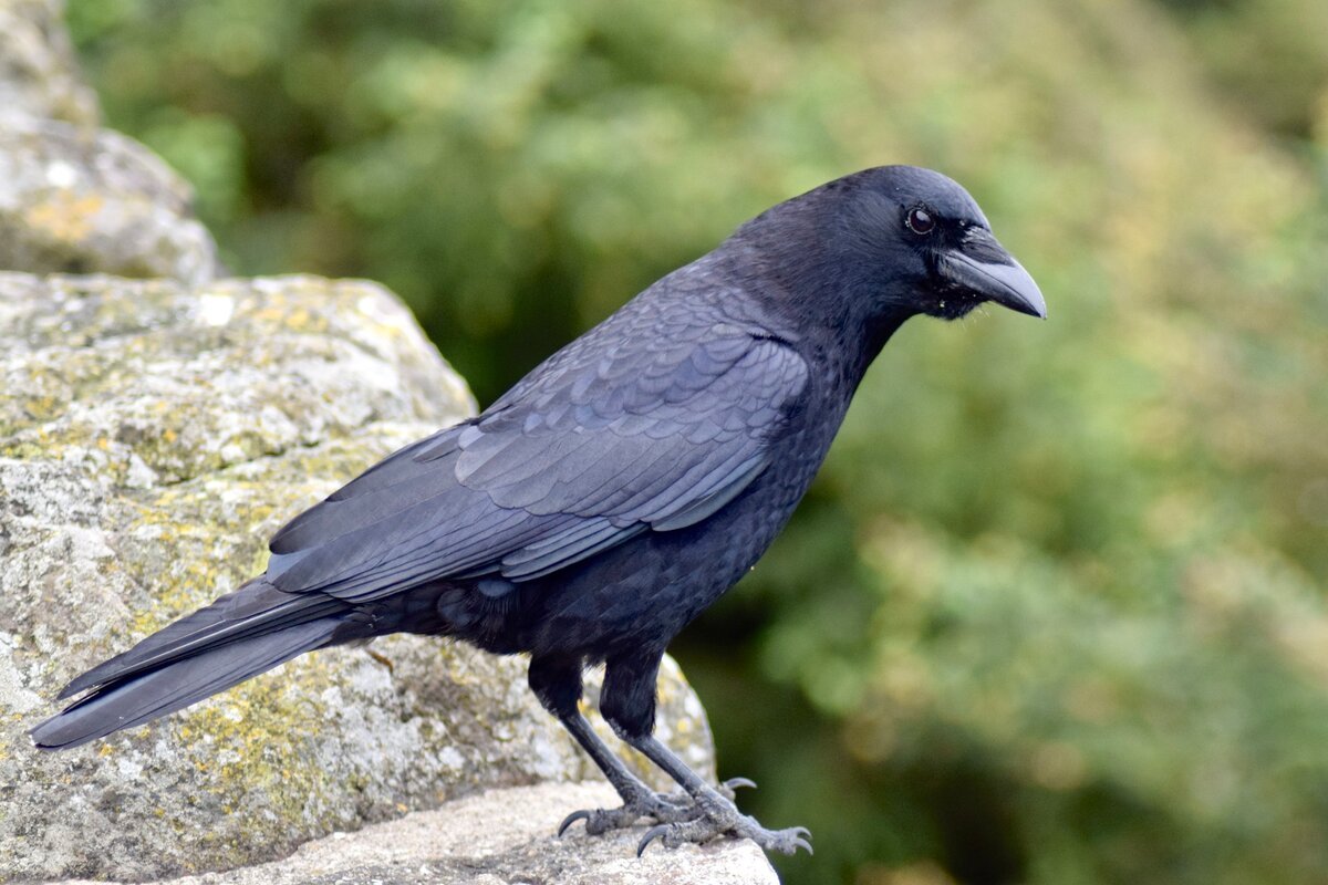 Американский ворон