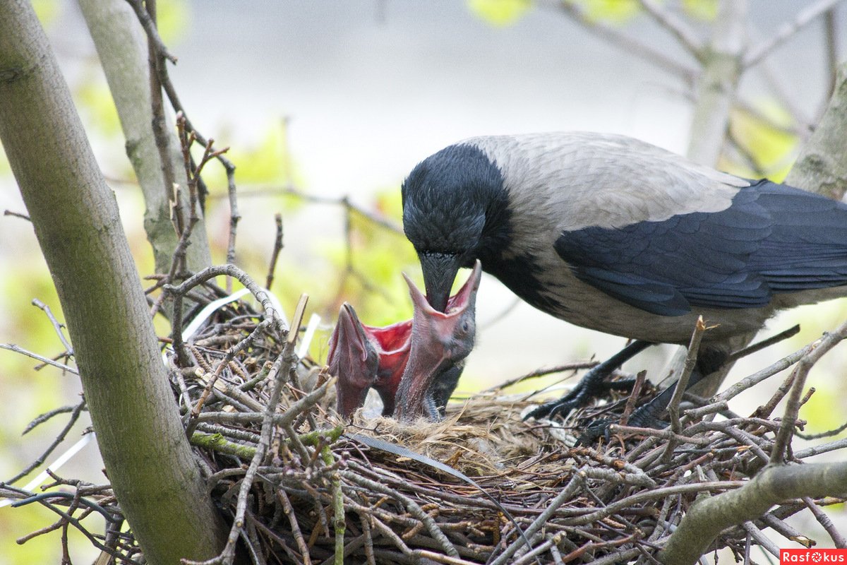 Птенец сороки