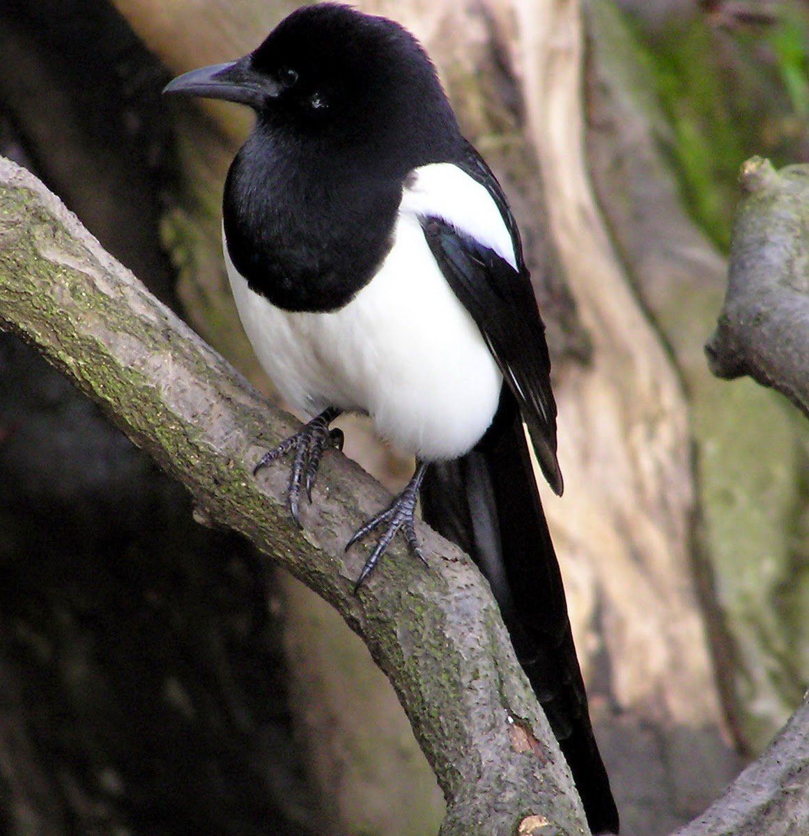 Ворона белобока