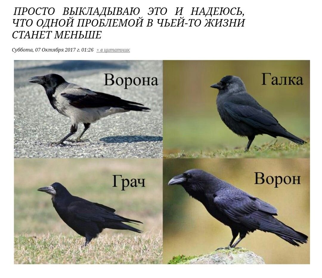 Ворон ворона Грач Галка отличия