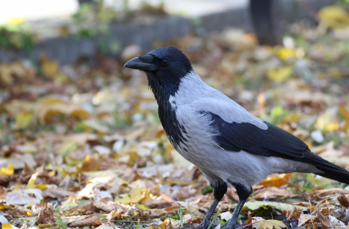 Серая ворона птица