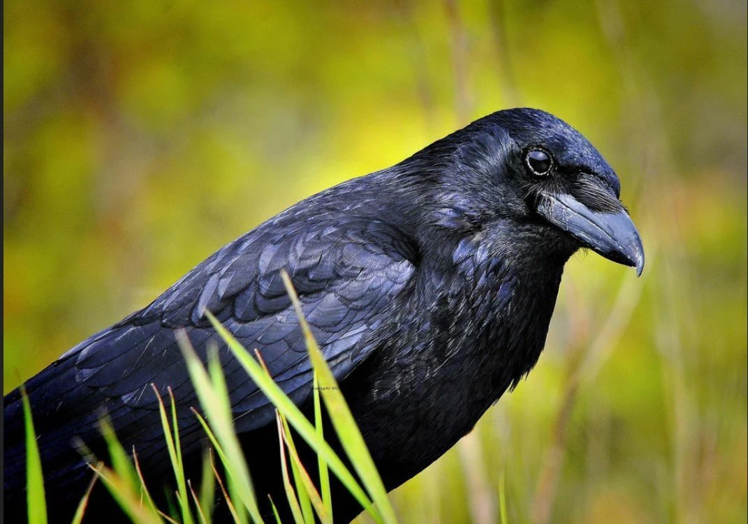 Новокаледонский ворон