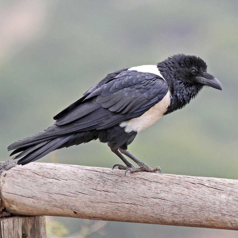 Белобрюхий ворон