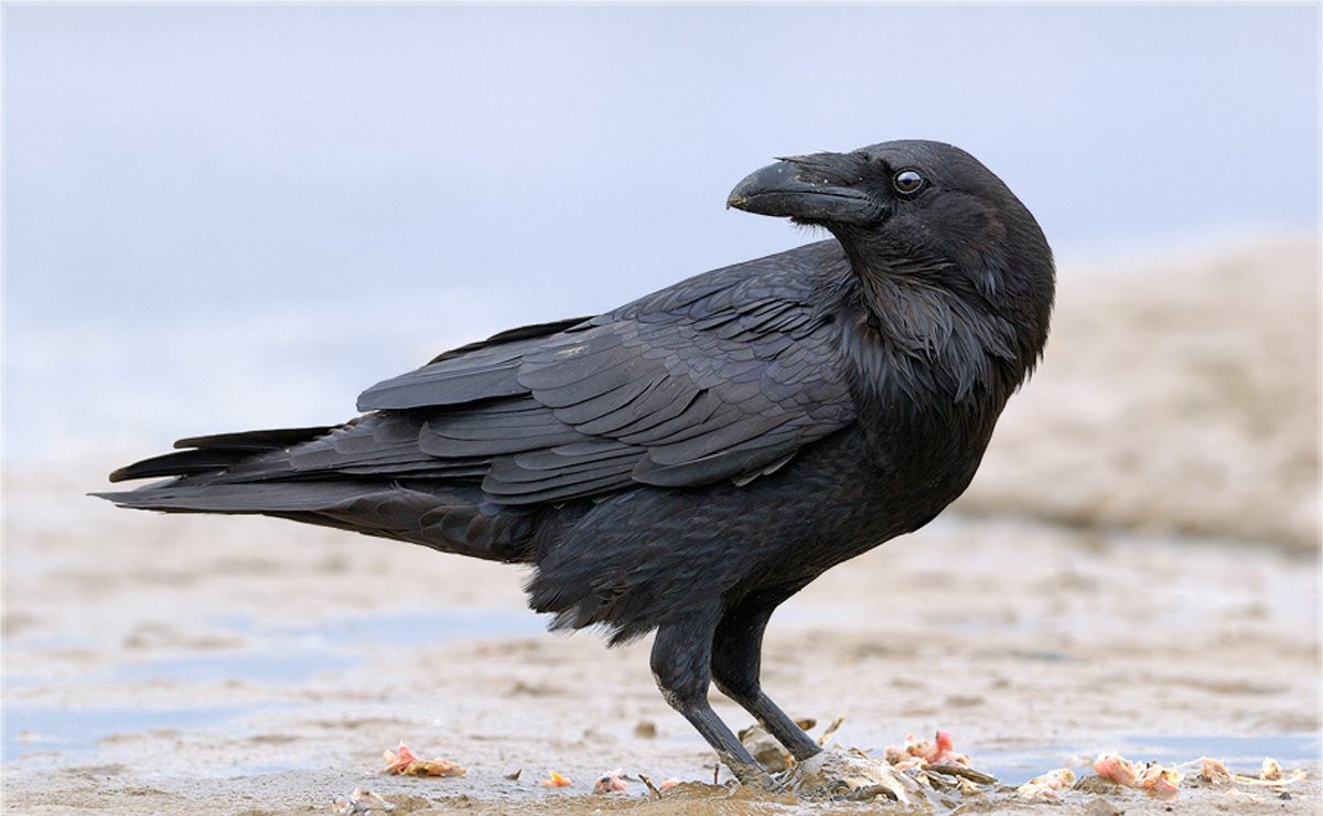 Ворона каркает