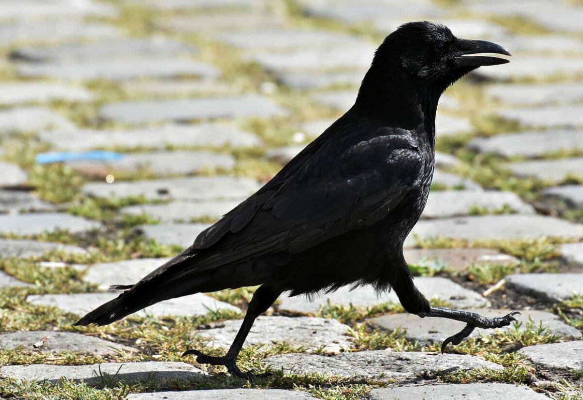 Семейство вороновых