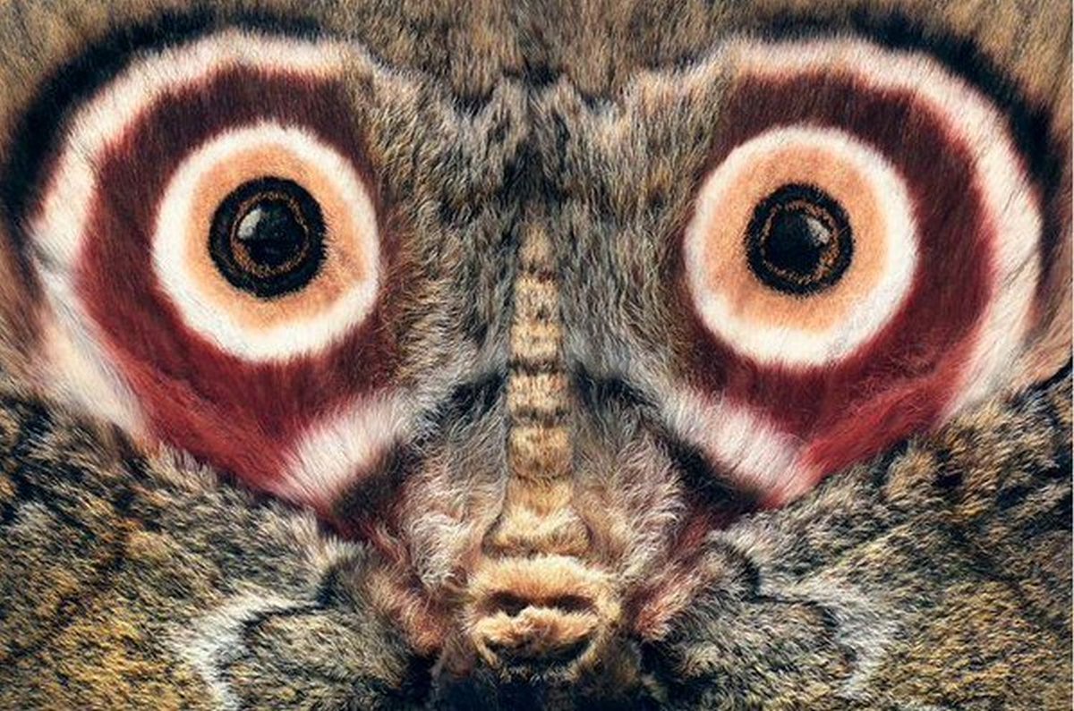 Олимпиус Инферно бабочка