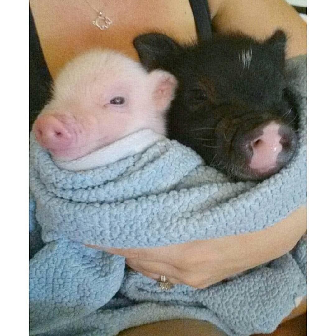 Свиньи на пастбище