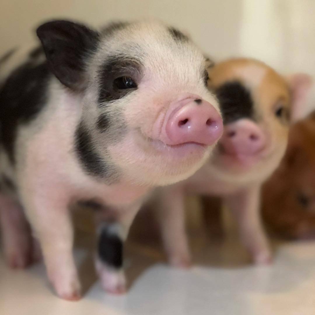 Свинья мальчик