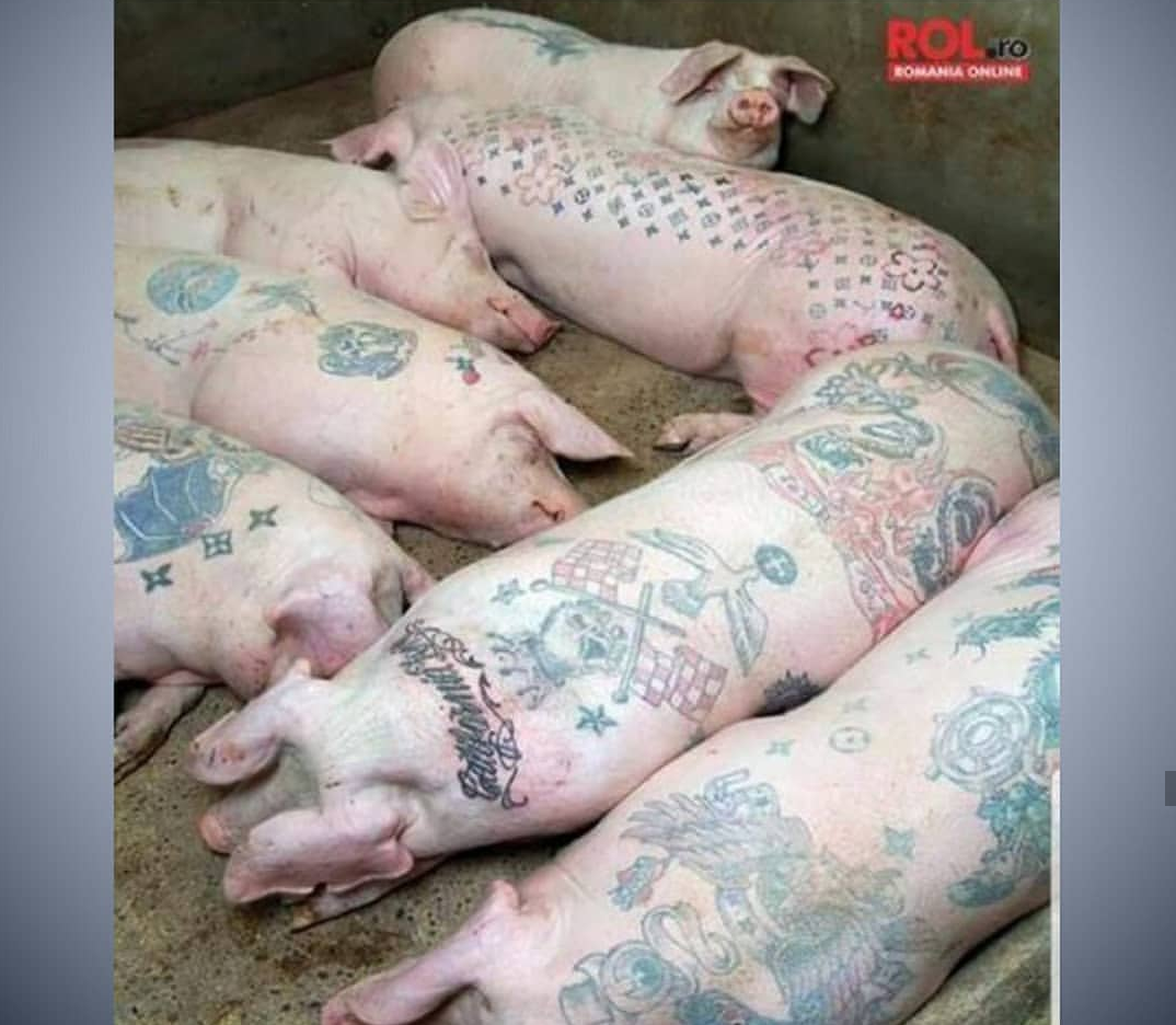 Две свиньи обнимаются