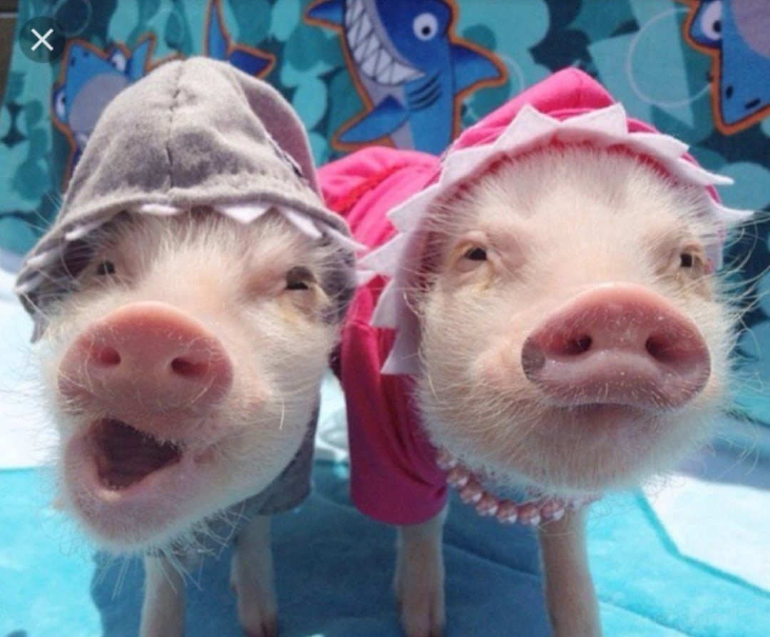 Паттерн поросята