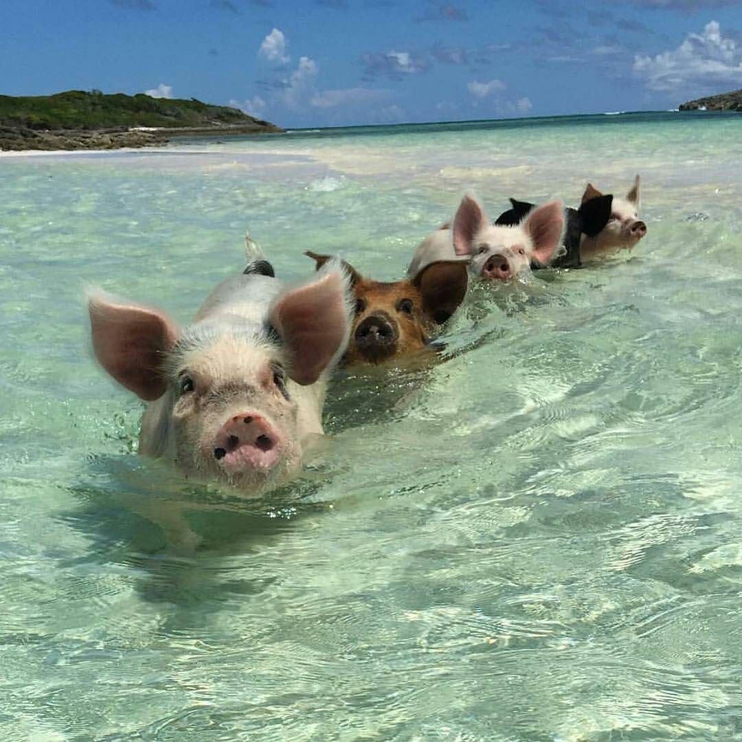 Селфи свиньи