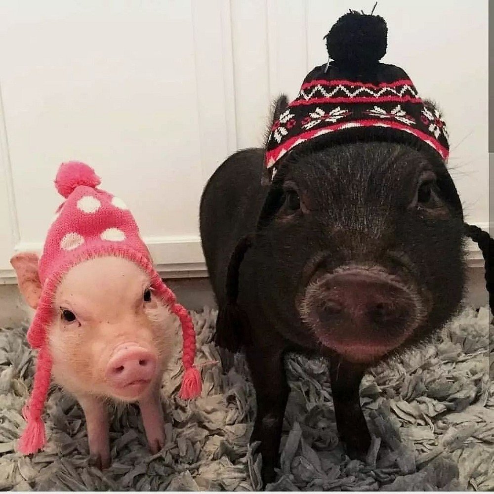 Кормушка для свиней