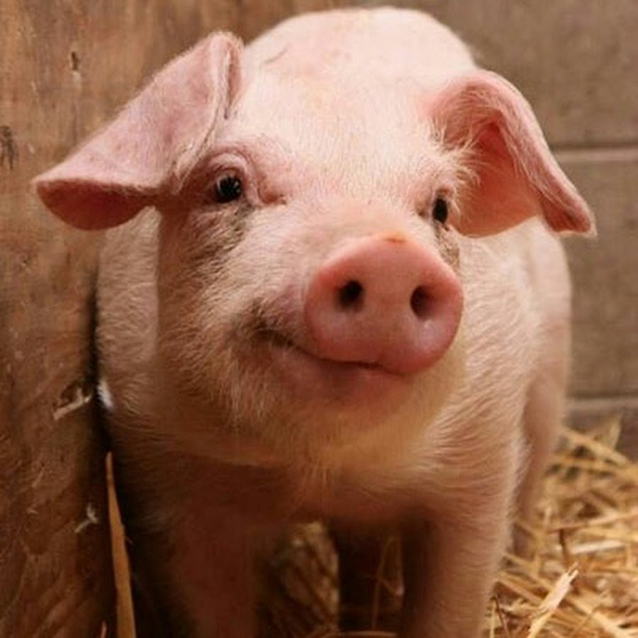 Свинья Ирина