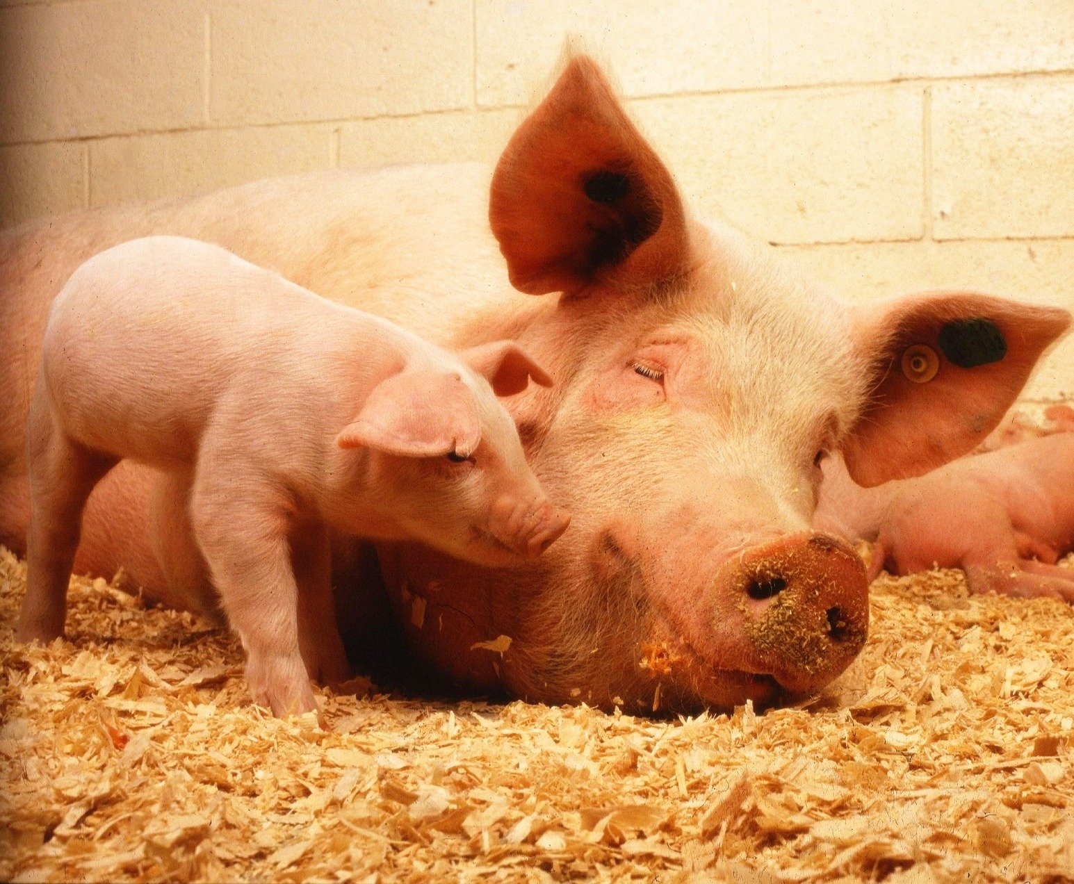 Сдам свинью. Свиньи. Фото свиньи. Свинья с поросятами. Семья свиней.
