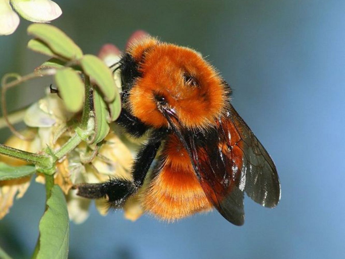 Bombus Terricola
