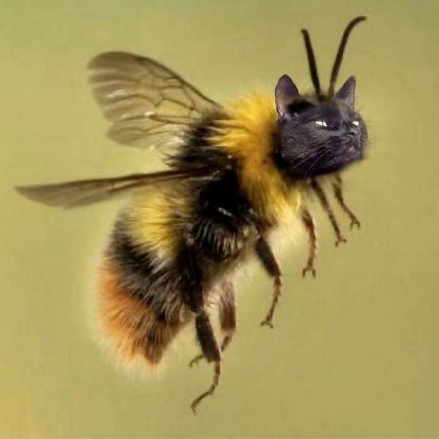 Пчела плотник гнездо