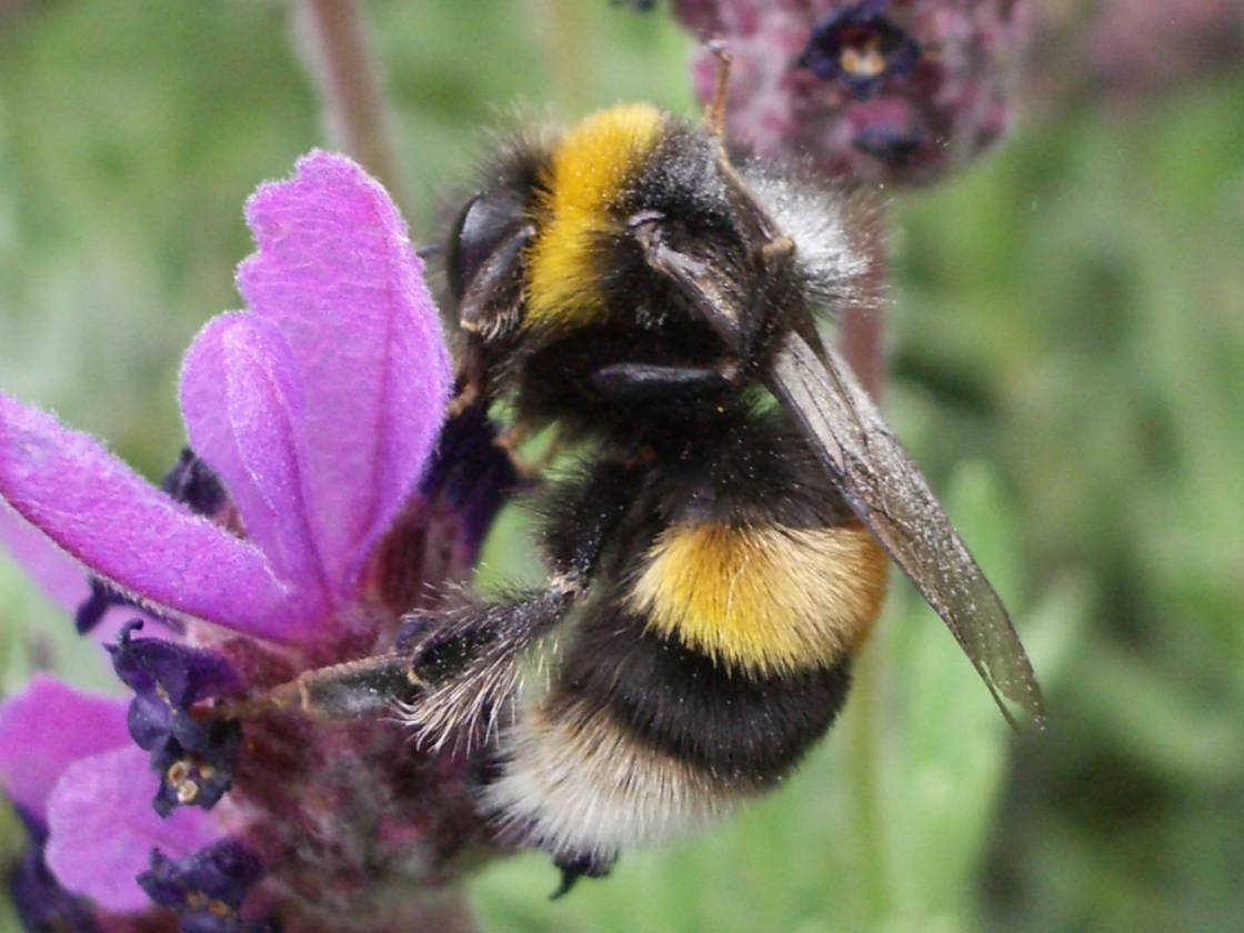 Шмель на цветке
