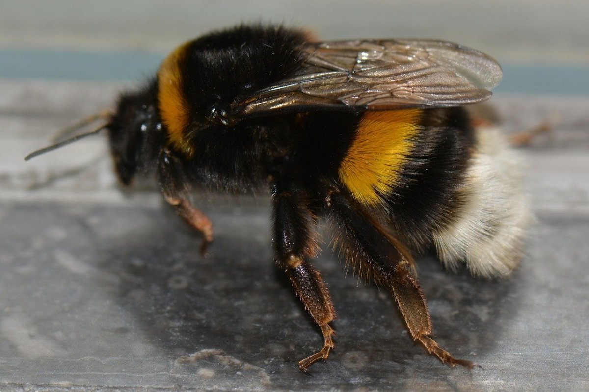 Шмель Франклина