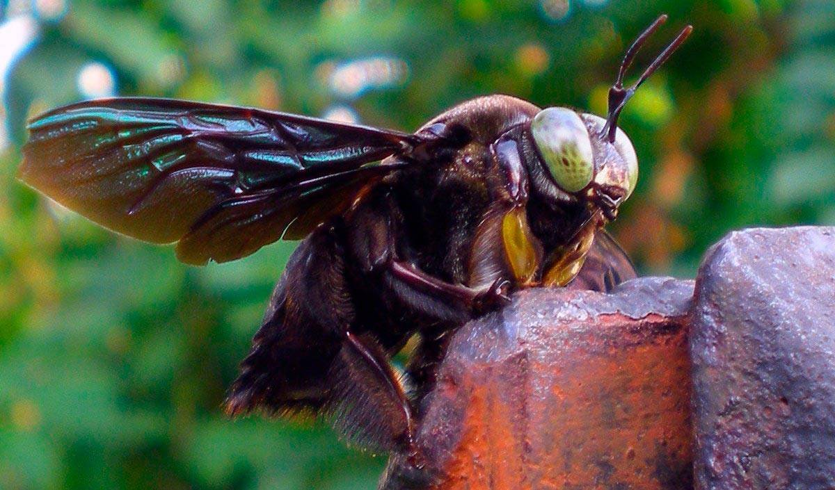 Шмель-плотник фиолетовый( Xylocopa violacea )