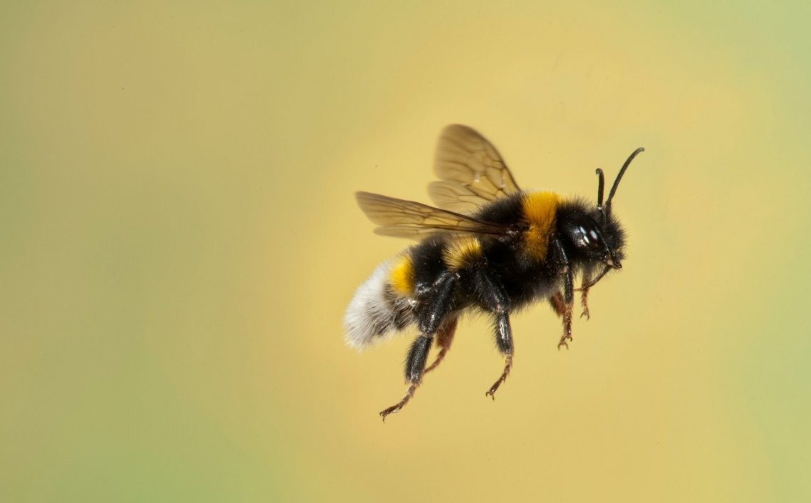 Пчела мегахила