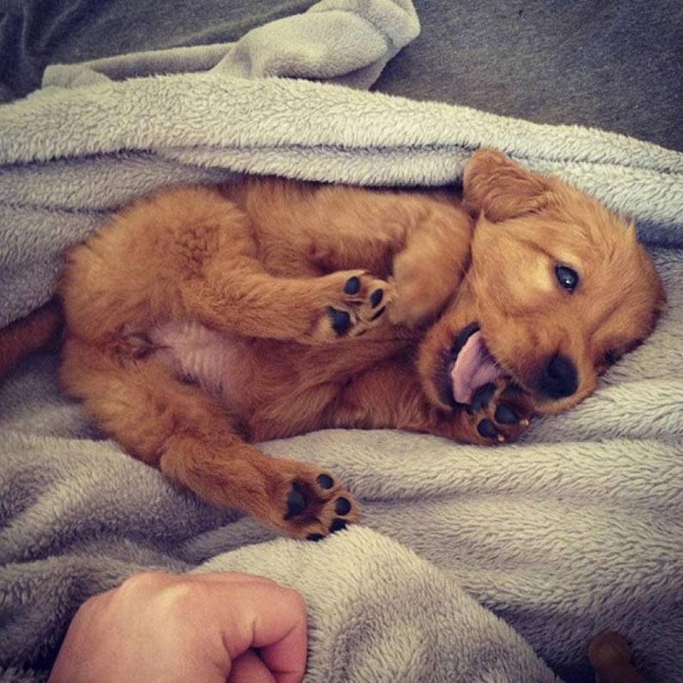 Собаки обнимаются