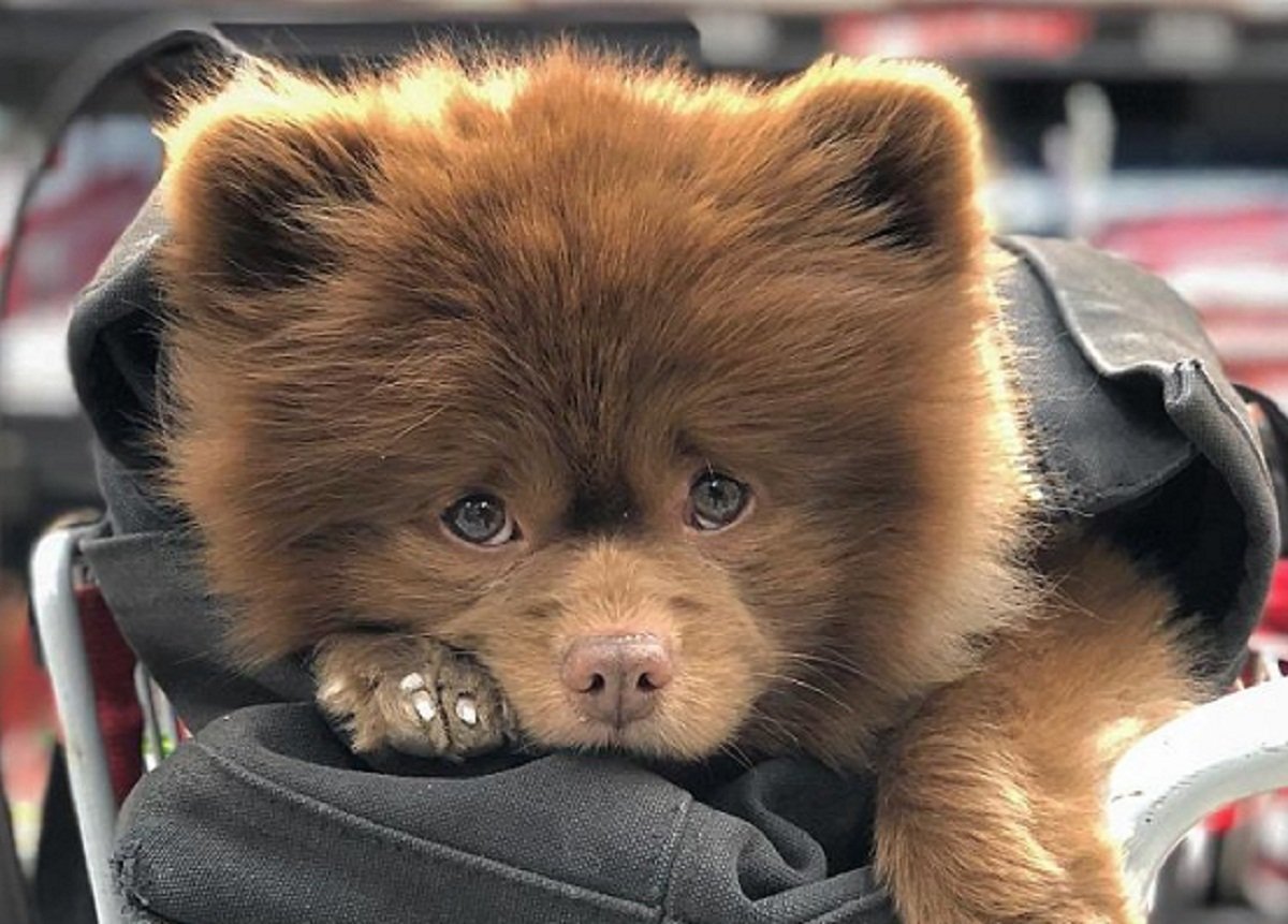 Владимир Путин на медведе