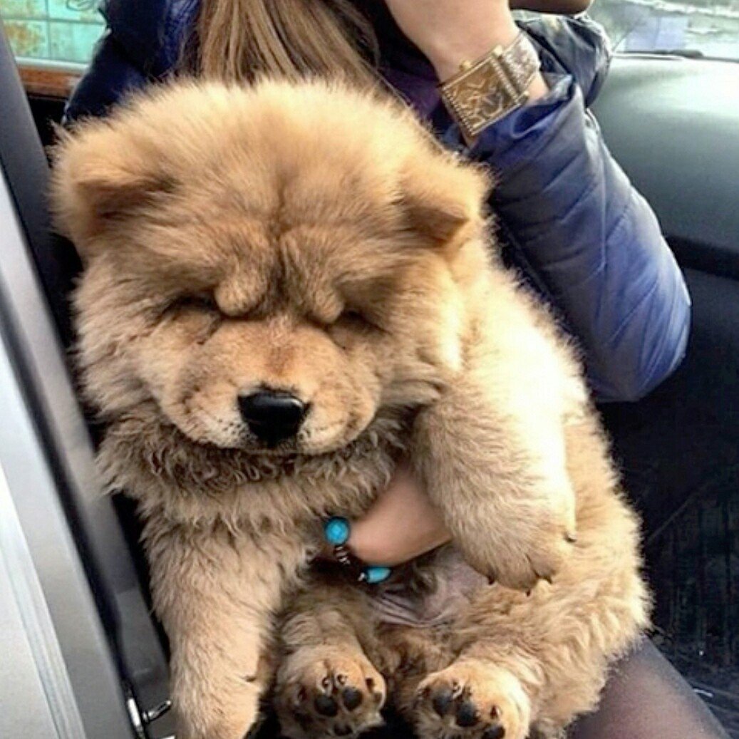 Медведь с медом вектор