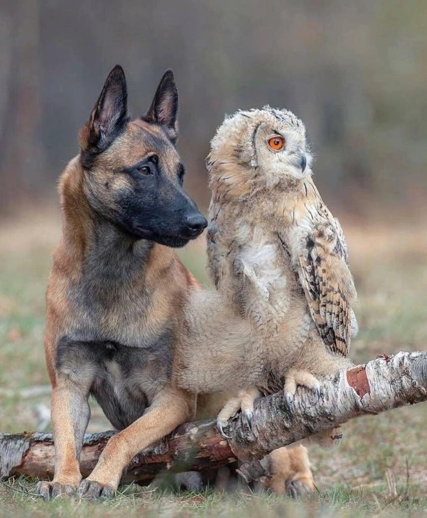 Медведь с рыбой Сахалин