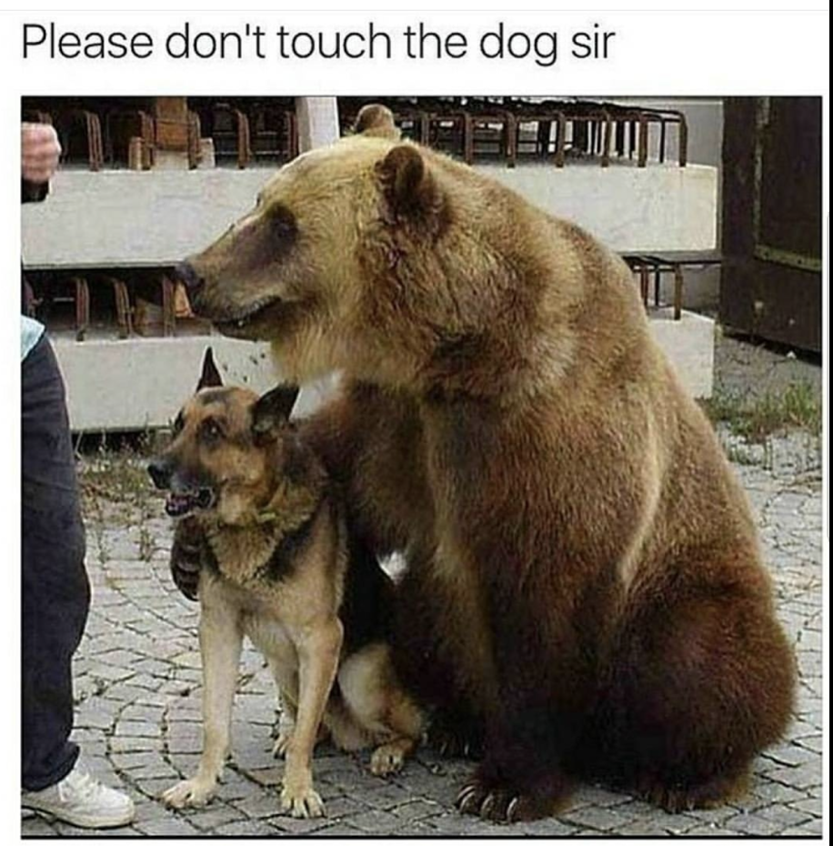 Собака и медведь Дружба