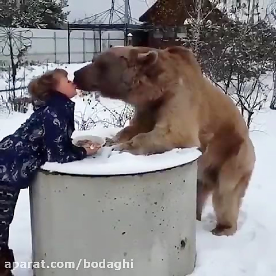 Чау чау и шпиц