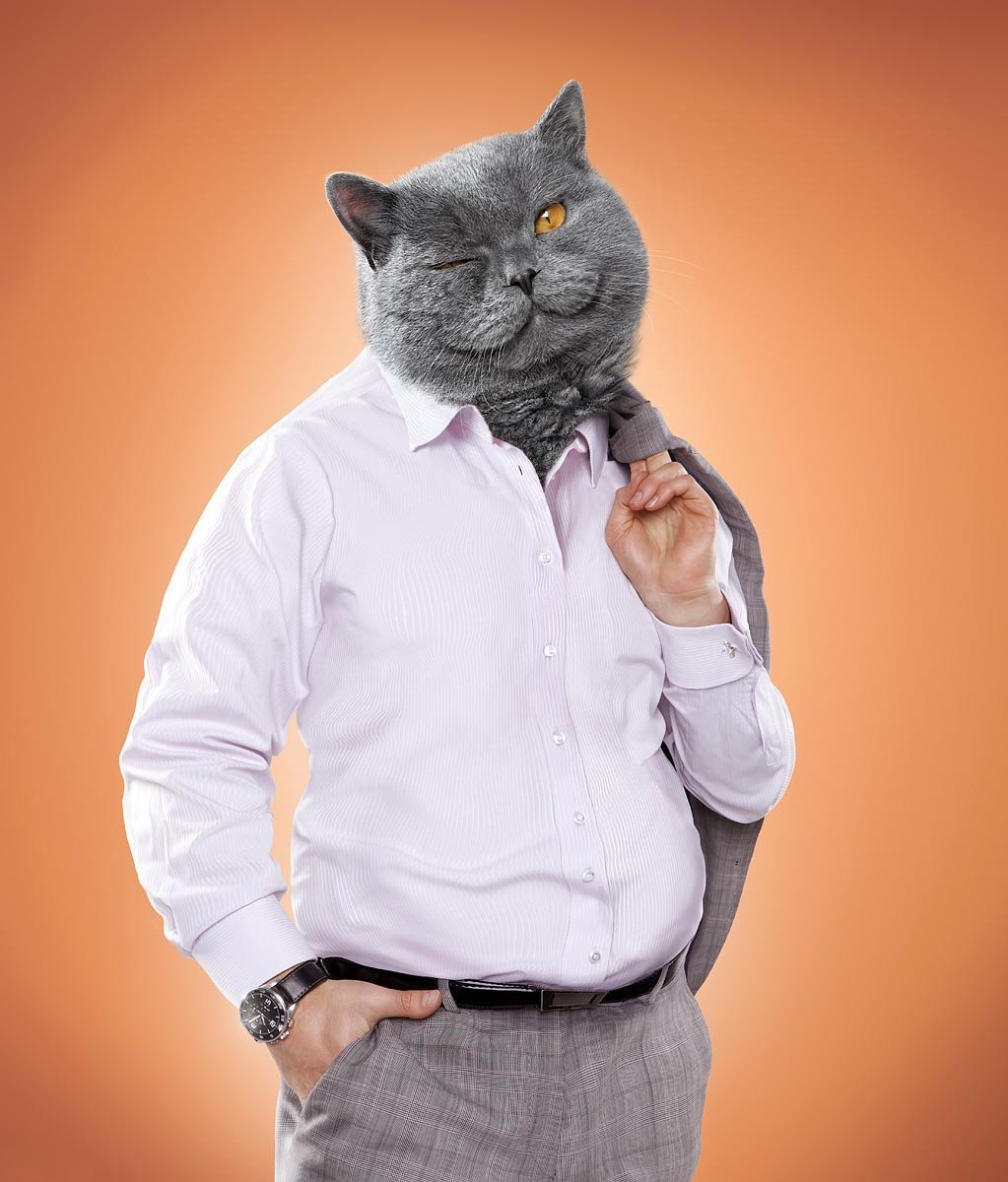 Толстый кот в пиджаке