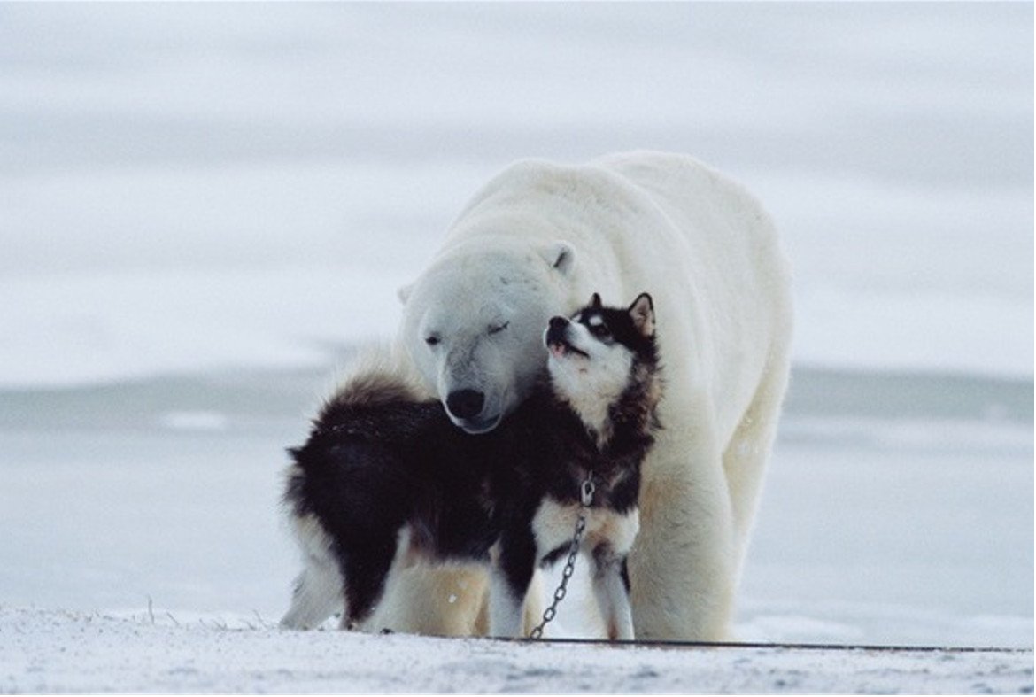 Фотоманипуляции Жан - Шарль Дебройз