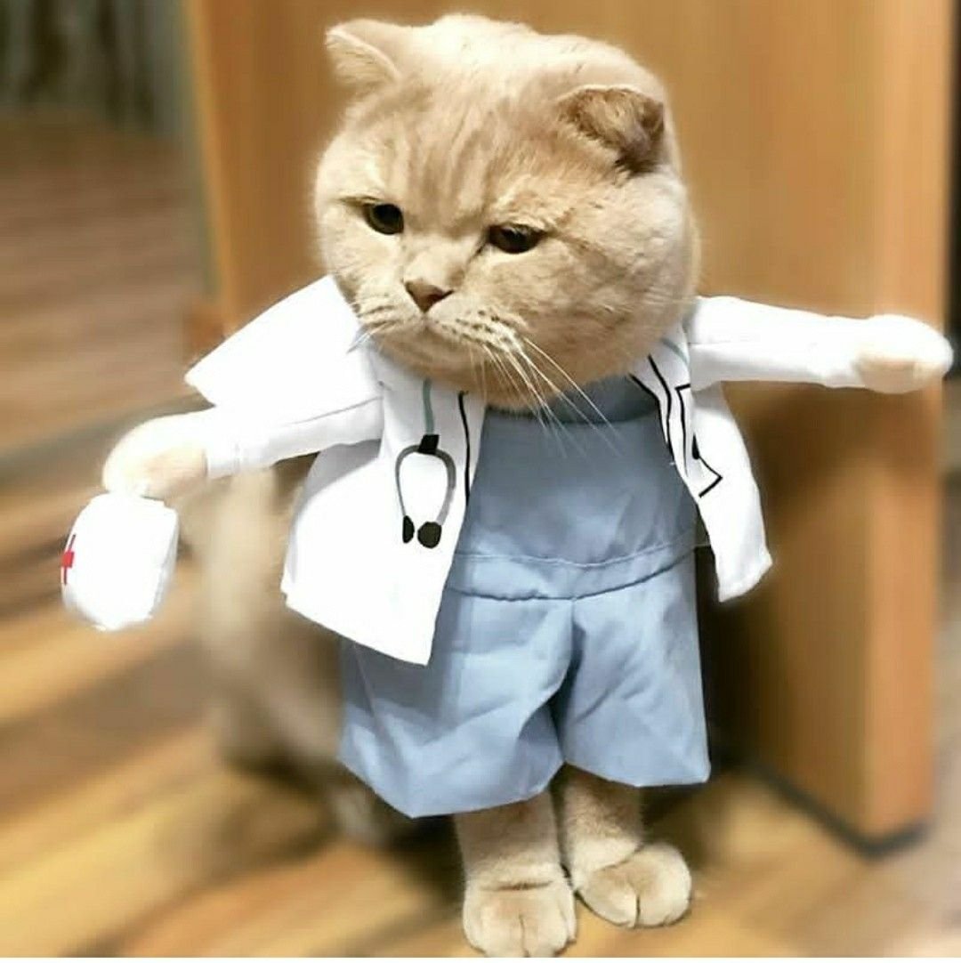 Кот в костюме